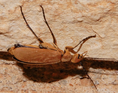 Epicauta immaculata