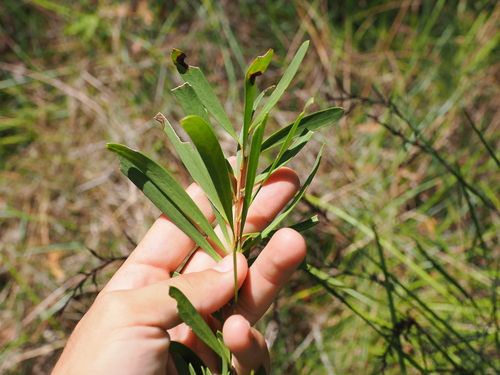 Image of Melaleuca pachyphylla by (c) Lucas Christofides, some rights reserved (CC BY)