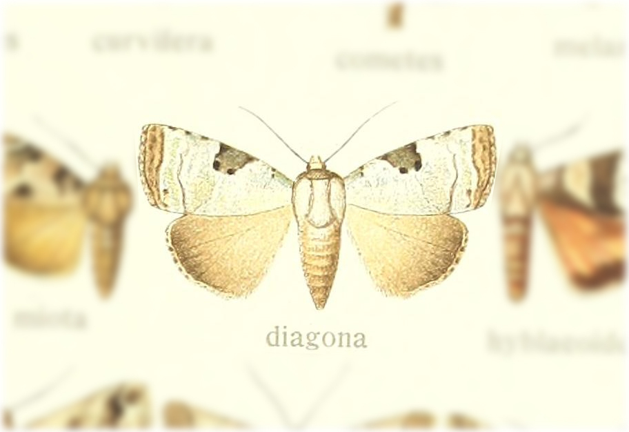 Blenina diagona