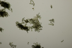 Polythrincium trifolii