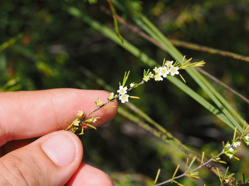 Image of Baeckea frutescens by (c) Lucas Christofides, some rights reserved (CC BY)