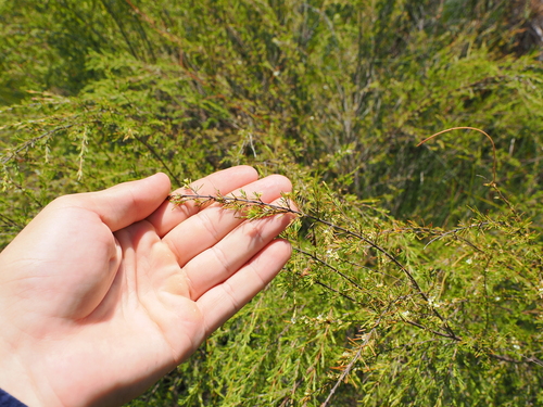 Image of Baeckea frutescens by (c) Lucas Christofides, some rights reserved (CC BY)