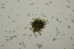 Polythrincium trifolii