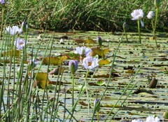 (c) Greg Tasney, some rights reserved (CC BY-SA) Nymphaea gigantea, photograph (c) Greg Tasney, some rights reserved (CC BY-SA)