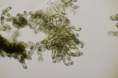 Polythrincium trifolii