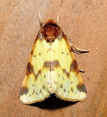 Azenia obtusa