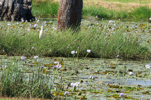 Image of Nymphaea gigantea by (c) Greg Tasney, some rights reserved (CC BY-SA)