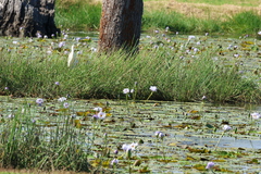 Nymphaea gigantea, photograph (c) Greg Tasney, some rights reserved (CC BY-SA)