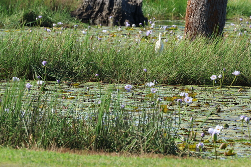 Nymphaea gigantea, photograph 5