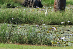(c) Greg Tasney, some rights reserved (CC BY-SA) Nymphaea gigantea, photograph (c) Greg Tasney, some rights reserved (CC BY-SA)
