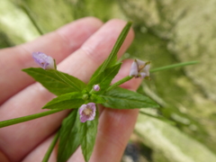 Epilobium