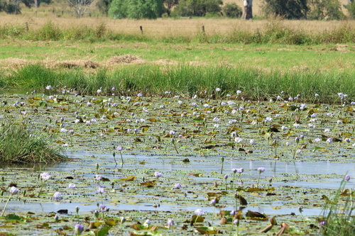 Image of Nymphaea gigantea by (c) Greg Tasney, some rights reserved (CC BY-SA)