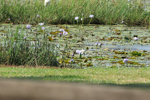 Nymphaea gigantea, photograph 3