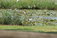 (c) Greg Tasney, some rights reserved (CC BY-SA) Nymphaea gigantea, photograph (c) Greg Tasney, some rights reserved (CC BY-SA)