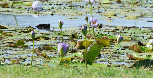 Image of Nymphaea gigantea by (c) Greg Tasney, some rights reserved (CC BY-SA)