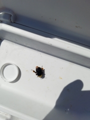 Bombus vosnesenskii