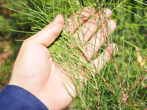 Image of Hakea actites by (c) Lucas Christofides, some rights reserved (CC BY)