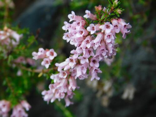 Milkflower Heath (Erica leucantha)