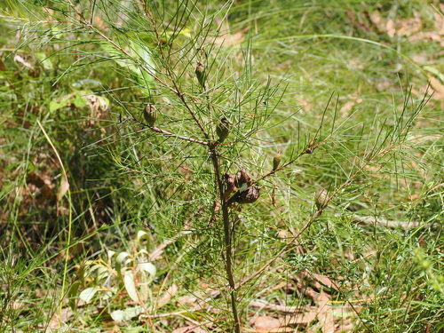 Image of Hakea actites by (c) Lucas Christofides, some rights reserved (CC BY)