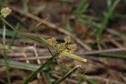 Image of Cyperus difformis by (c) Greg Tasney, some rights reserved (CC BY-SA)