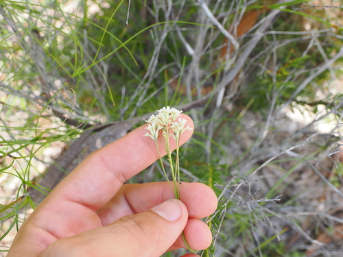 Image of Conospermum taxifolium by (c) Lucas Christofides, some rights reserved (CC BY)