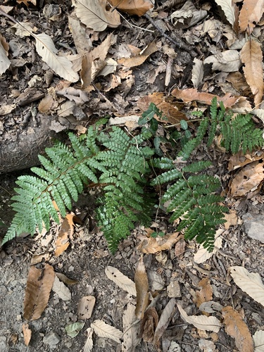 Polystichum polyblepharon