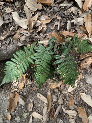 Polystichum polyblepharon