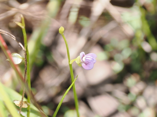 Image of Utricularia uliginosa by (c) Lucas Christofides, some rights reserved (CC BY)