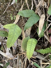 Selliguea hastata, photograph Daniel J. Layton, CC BY, iNaturalist via GBIF