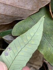Selliguea hastata, photograph Daniel J. Layton, CC BY, iNaturalist via GBIF