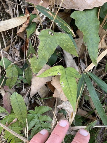 Selliguea hastata, photograph 6