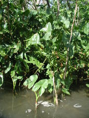 Montrichardia arborescens