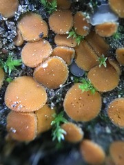 Coelastrum