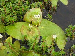 Nymphoides krishnakesara