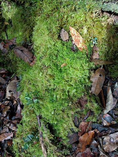 Mastigophora diclados
