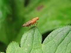 Opomyzidae