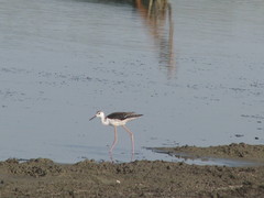 Himantopus himantopus