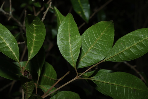 Image of Vitex lignum by (c) Greg Tasney, some rights reserved (CC BY-SA)