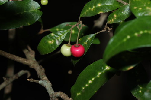Vitex lignum-vitae A.Cunn. ex S.Schauer