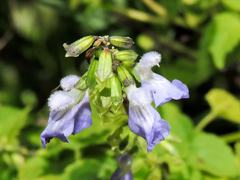 Salvia languidula