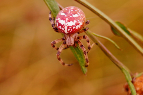 Araneus quadratus