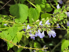 Salvia languidula