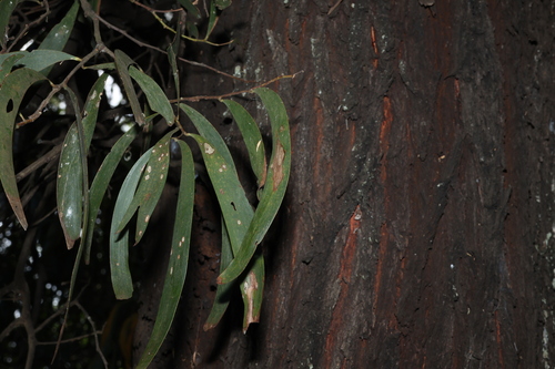 Image of Acacia harpophylla by (c) Greg Tasney, some rights reserved (CC BY-SA)