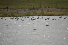 Branta canadensis