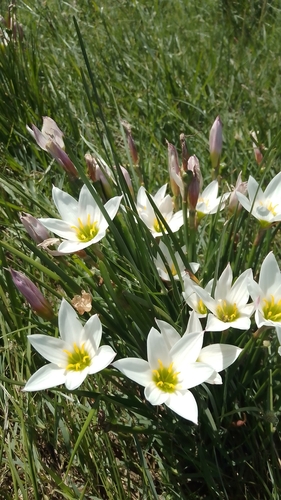 Image of Zephyranthes candida by (c) Malena Lorente, some rights reserved (CC BY)