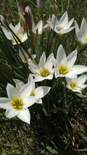 Image of Zephyranthes candida by (c) Malena Lorente, some rights reserved (CC BY)