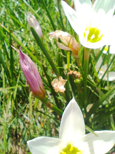 Image of Zephyranthes candida by (c) Malena Lorente, some rights reserved (CC BY)