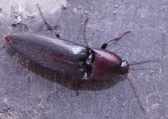Parallelostethus attenuatus