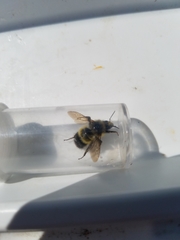 Bombus flavifrons