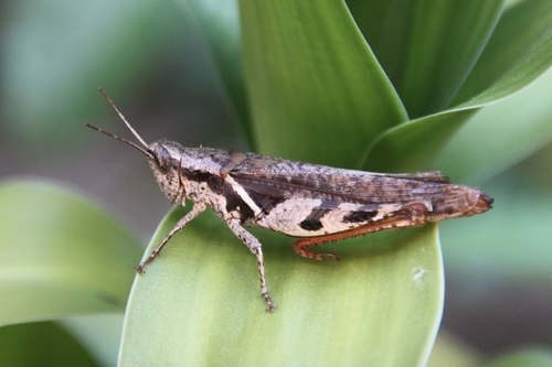 Catantopsis sacalava